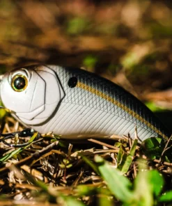 6th Sense Fishing Swank 77X - Threadfin Shad Deals