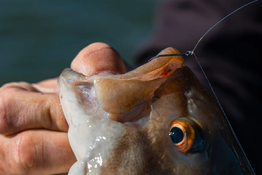 6th Sense Fishing Drop Shot Hook 4 6th Sense Fishing Drop Shot Hook