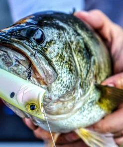 6th Sense Fishing SplashBack Popper - Spanish Bone