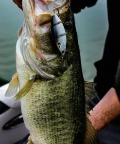 6th Sense Fishing Lee Livesay Collection Trace - 4K Shad 11 6th Sense Fishing Lee Livesay Collection Trace - 4K Shad