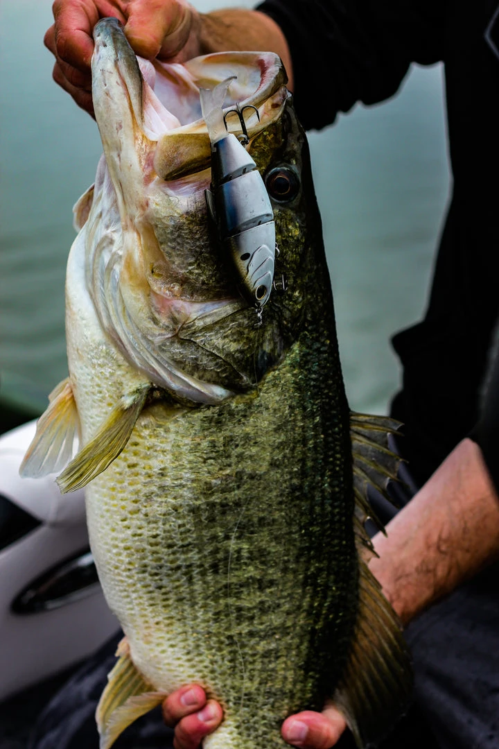 6th Sense Fishing Lee Livesay Collection Trace - 4K Shad 6 6th Sense Fishing Lee Livesay Collection Trace - 4K Shad