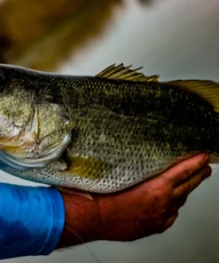 6th Sense Fishing Provoke 106X - Live Shiner 8 6th Sense Fishing Provoke 106X - Live Shiner