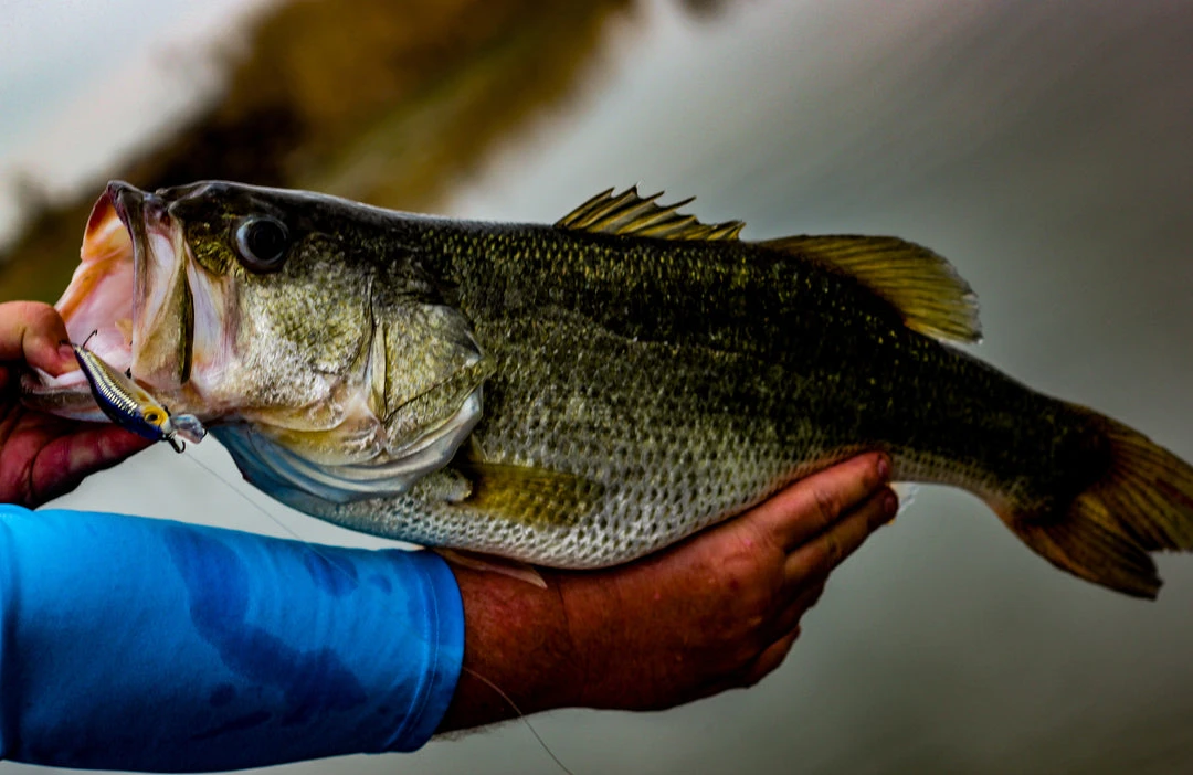 6th Sense Fishing Provoke 106X - Live Shiner 5 6th Sense Fishing Provoke 106X - Live Shiner