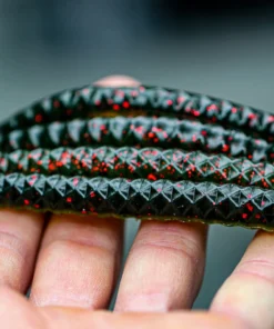 6th Sense Fishing CLOUT 5.4 - Darkmelon Red