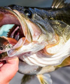 6th Sense Fishing Swank 77X - Threadfin Shad Deals