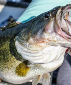 6th Sense Fishing Sale Quake - 4K Gizzard