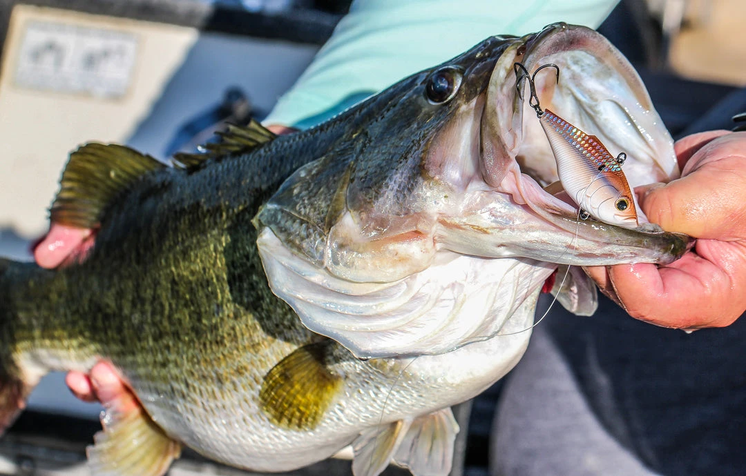 6th Sense Fishing Sale Quake - 4K Gizzard 4 6th Sense Fishing Sale Quake - 4K Gizzard