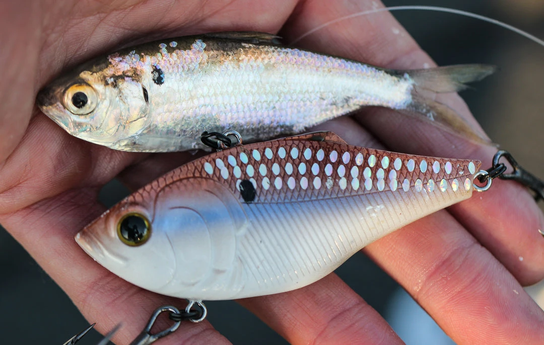 6th Sense Fishing Sale Quake - 4K Gizzard 5 6th Sense Fishing Sale Quake - 4K Gizzard