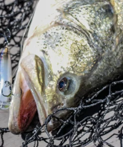 6th Sense Fishing Swank 66X - Rayburn Ghost Collections