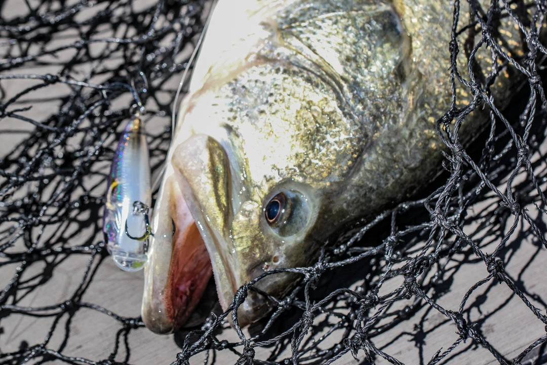 6th Sense Fishing Swank 66X - Rayburn Ghost Collections 4 6th Sense Fishing Swank 66X - Rayburn Ghost Collections