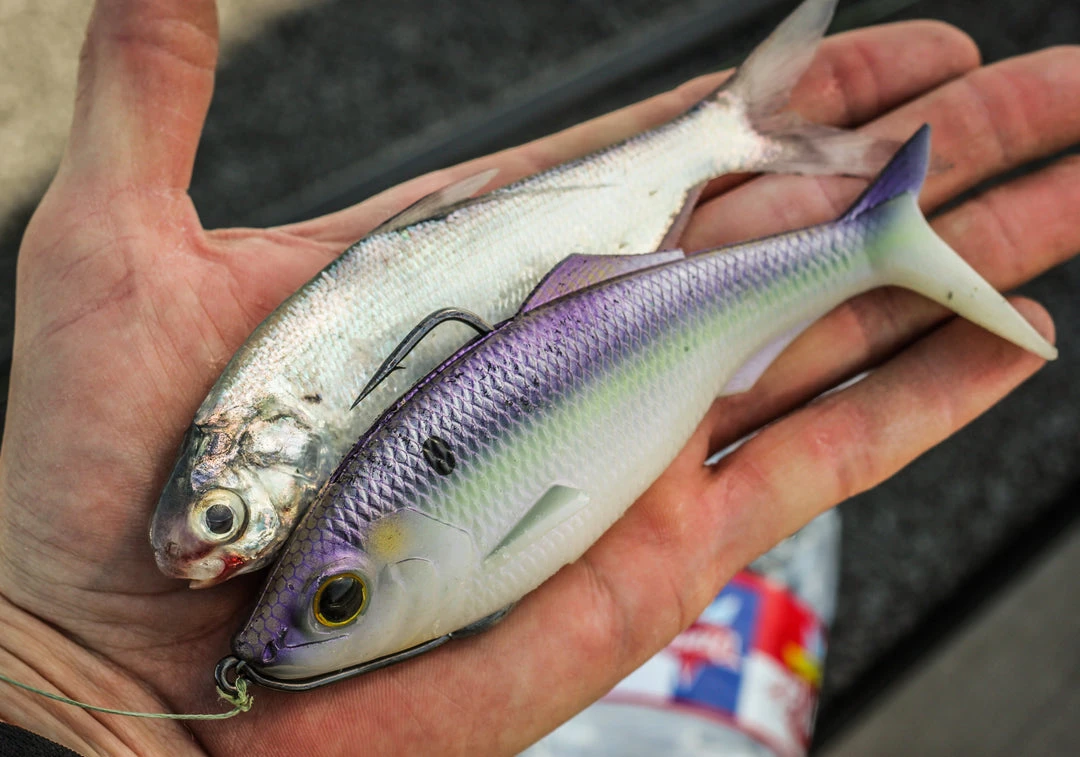 6th Sense Fishing Sweep - Wild Shad 4 6th Sense Fishing Sweep - Wild Shad