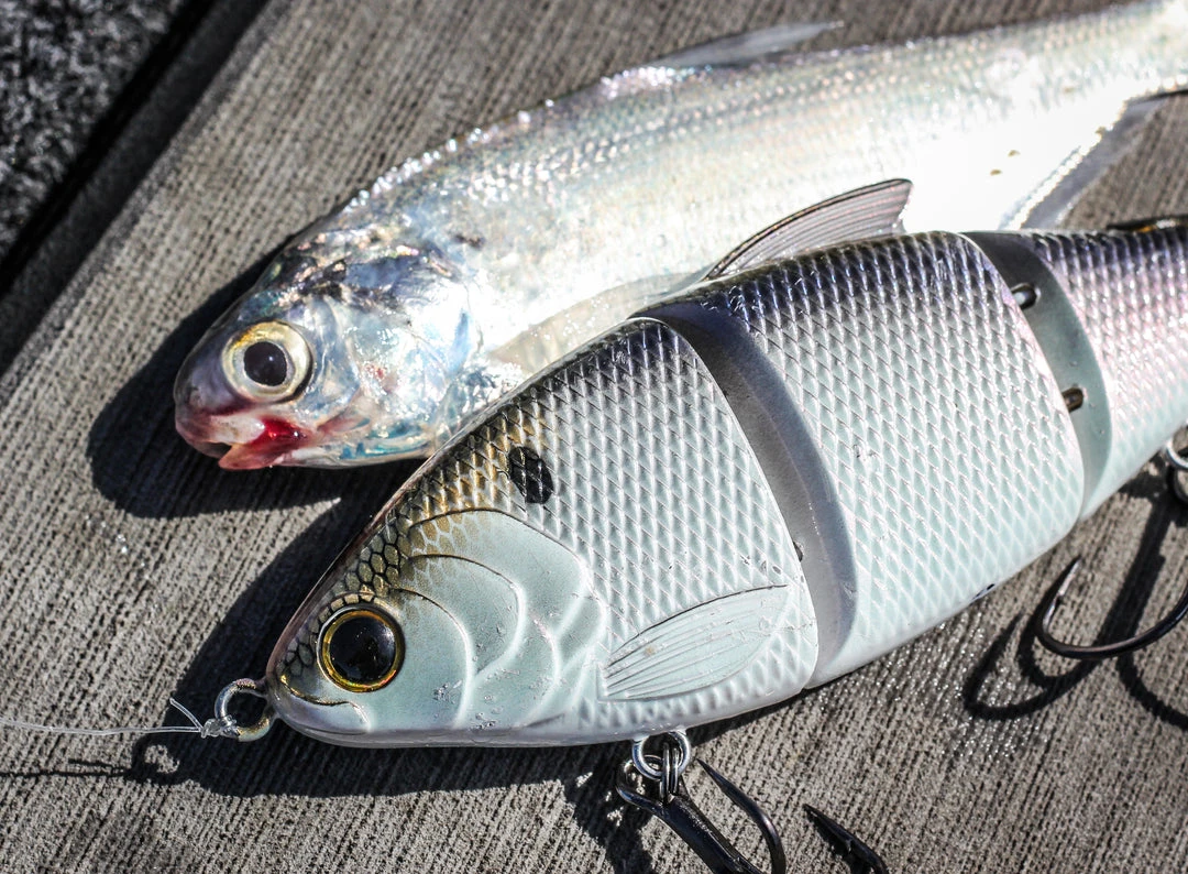 6th Sense Fishing Lee Livesay Collection Trace - 4K Shad 7 6th Sense Fishing Lee Livesay Collection Trace - 4K Shad