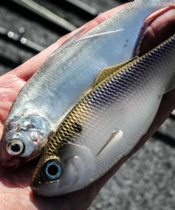 6th Sense Fishing Sweep - 4K Shad