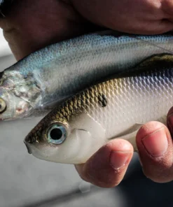 6th Sense Fishing Sweep - 4K Shad