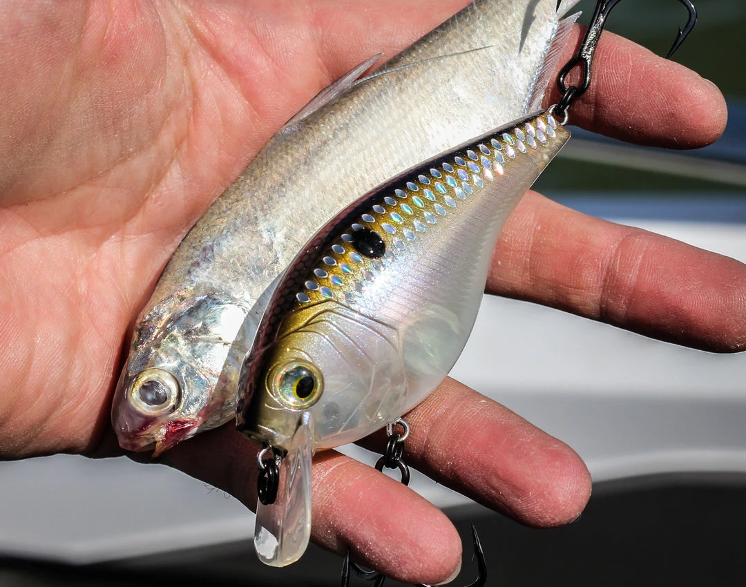 6th Sense Fishing MiniMag SB - Ghost Shad Scales Deals 4 6th Sense Fishing MiniMag SB - Ghost Shad Scales Deals