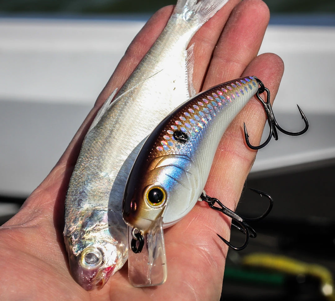 6th Sense Fishing Sale Movement L7 - 4K Gizzard 4 6th Sense Fishing Sale Movement L7 - 4K Gizzard