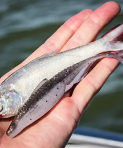 6th Sense Fishing Flush 5.2 - Gizzard Shad