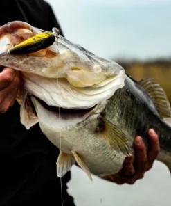 6th Sense Fishing Swank 77X - Gold Reactor