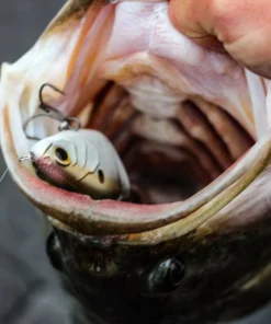 6th Sense Fishing Lee Livesay Collection Trace - 4K Shad 10 6th Sense Fishing Lee Livesay Collection Trace - 4K Shad