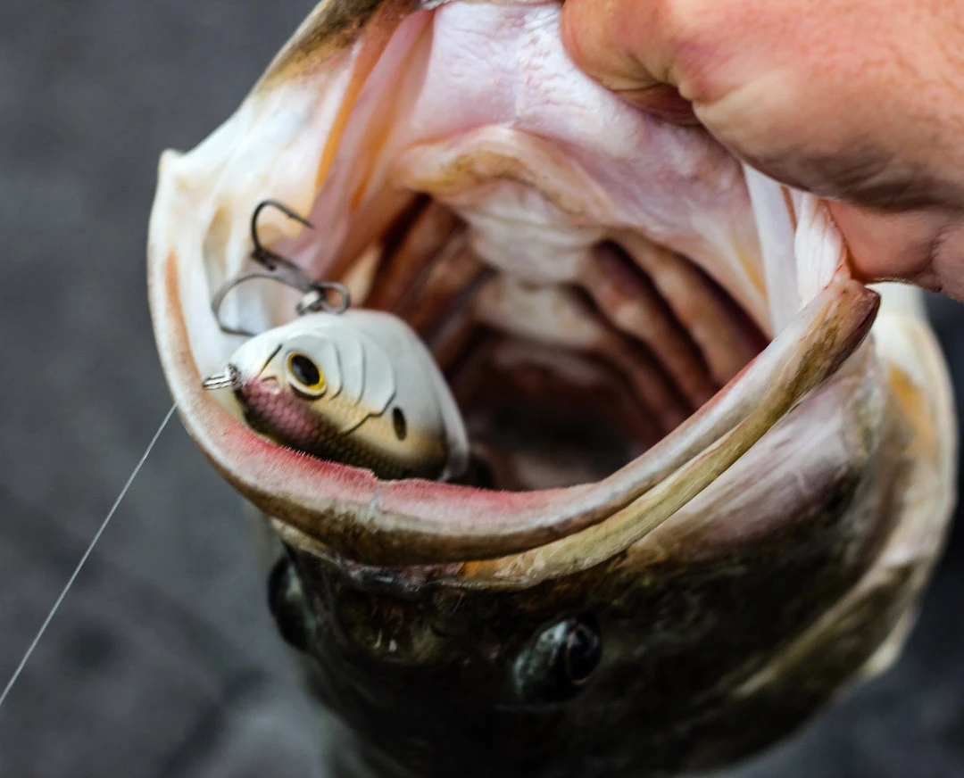 6th Sense Fishing Lee Livesay Collection Trace - 4K Shad 5 6th Sense Fishing Lee Livesay Collection Trace - 4K Shad