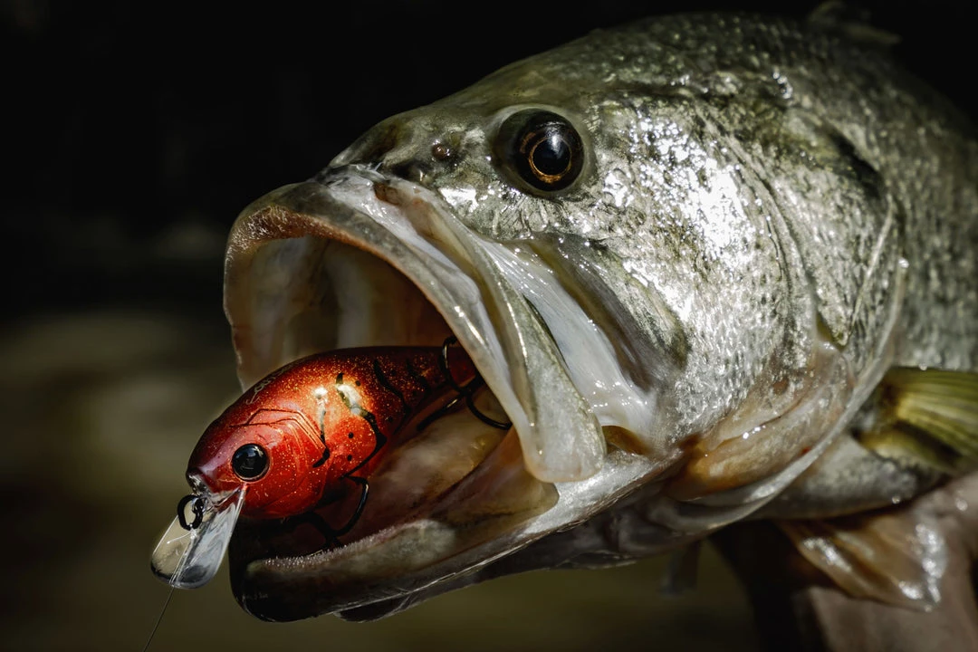 6th Sense Fishing Deals MiniMag SB - Craw Bomb 4 6th Sense Fishing Deals MiniMag SB - Craw Bomb