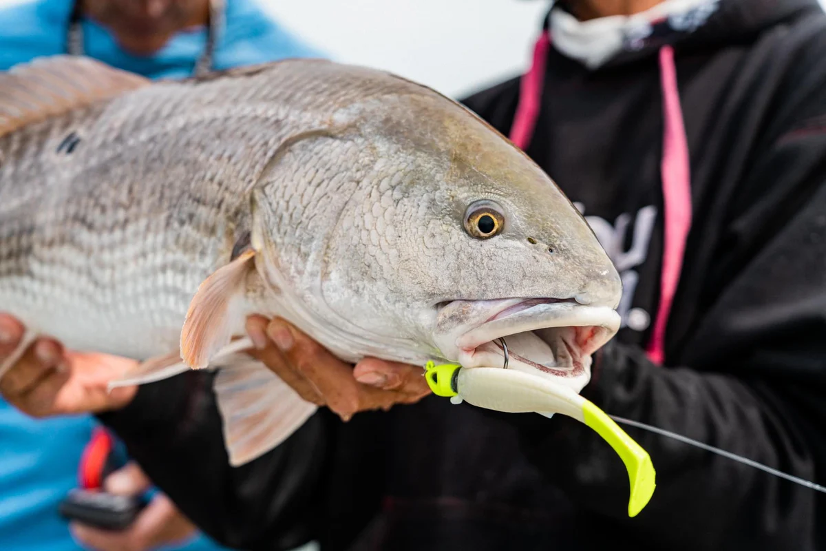 6th Sense Fishing Sales Store 1 6th Sense Fishing Sales Store -6th Sense Fishing Sales Store soft baits plastics